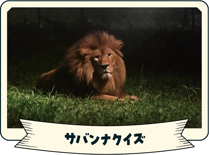 サバンナクイズ
